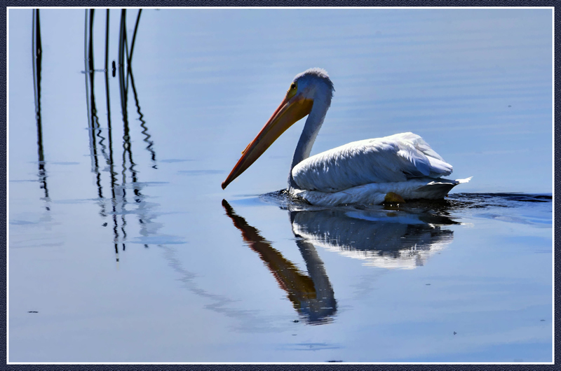 Pelican by Patrick Stone